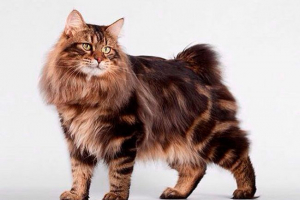 Kuril bobtail